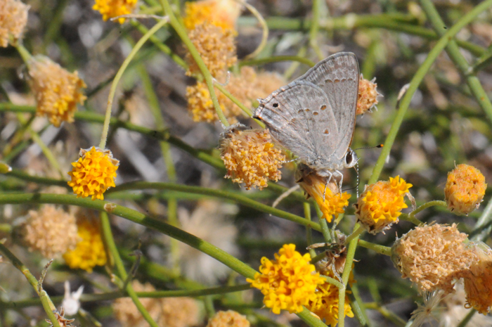 Sweetbush Bebbia has intricate slender green branches flowering stems. The photo shows a Spring Azure Butterfly (Celastrina ladon) taking nectar from a Sweetbush floret. Bebbia juncea 
